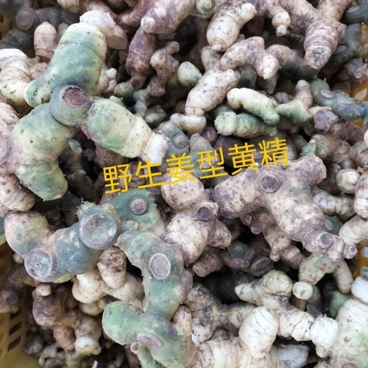 仁化县 黄精