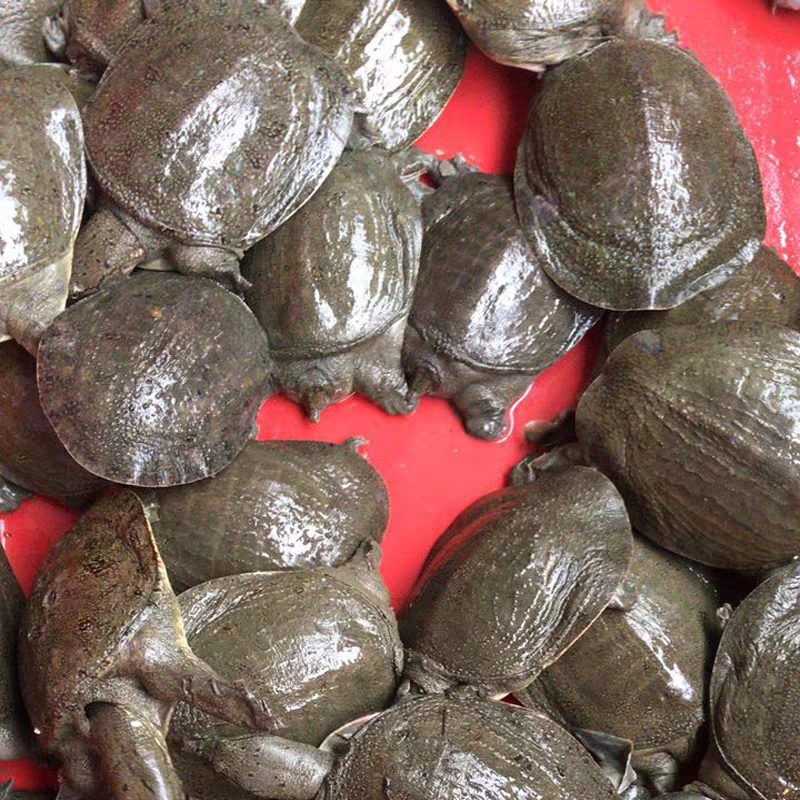 中华甲鱼苗6-7两14.8元一只顺丰快递包邮。