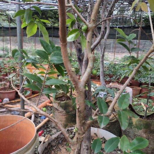 吴川市嘉宝果苗 四季红妃嘉宝果开花结果树，带花带果发货。