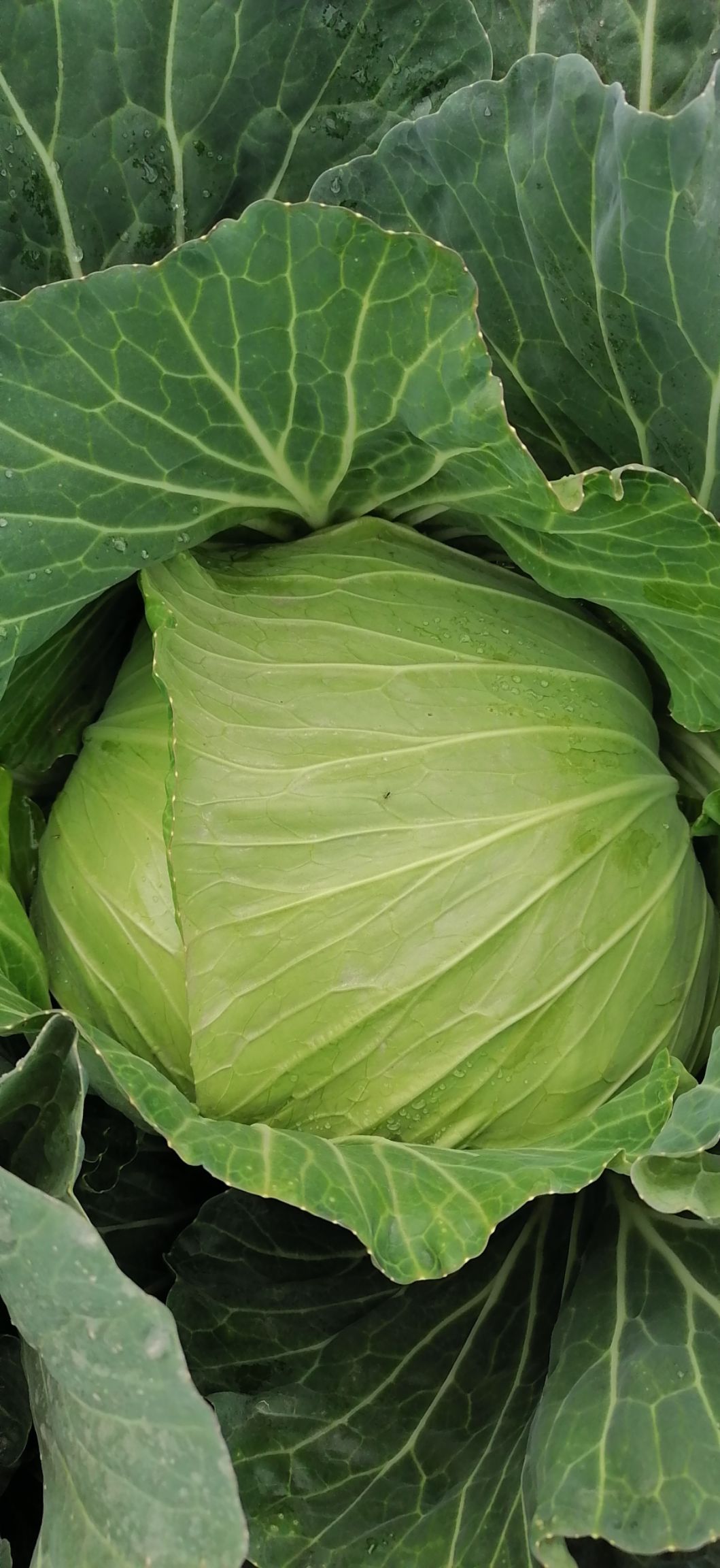 黄心大白菜 精品甘蓝,大白菜,银雪翠妃莲花白