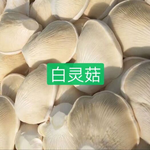 法库县白灵菇菌种  白灵菇母种试管，枝条菌种
