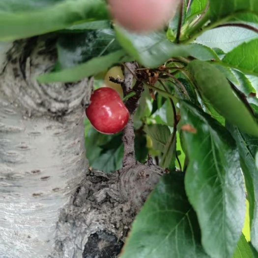 烟台早大果樱桃 烟台樱桃