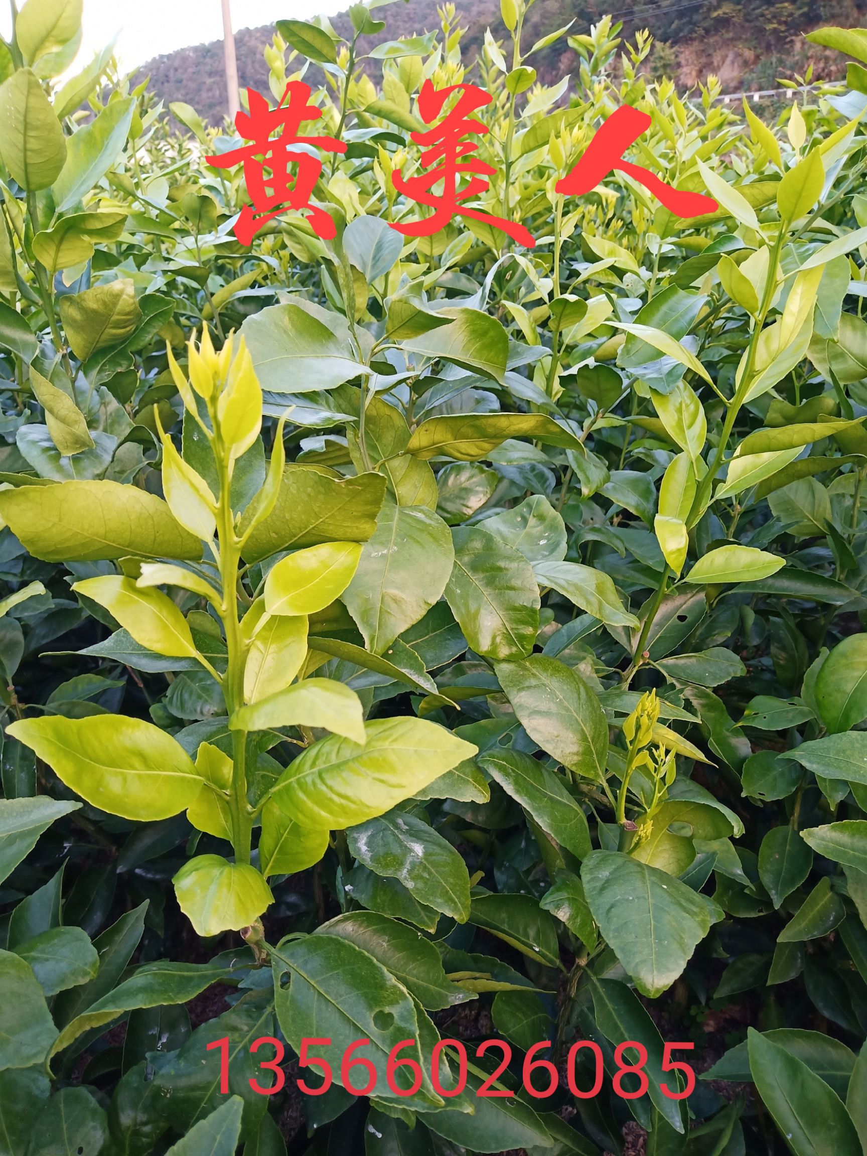 黄美人柑橘苗  橘子苗，桔子苗，柑橘苗，黄美人