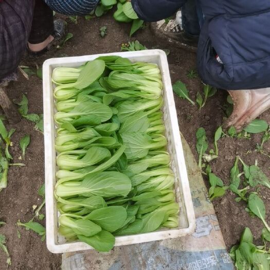 太和县 精品上海青，毛白菜基地常年供货