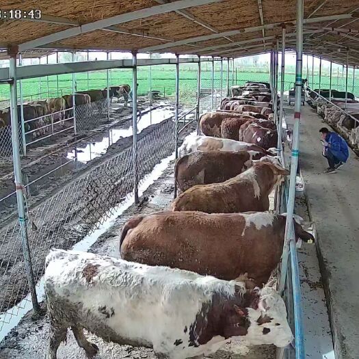 阳信县 精品肉牛供应无油