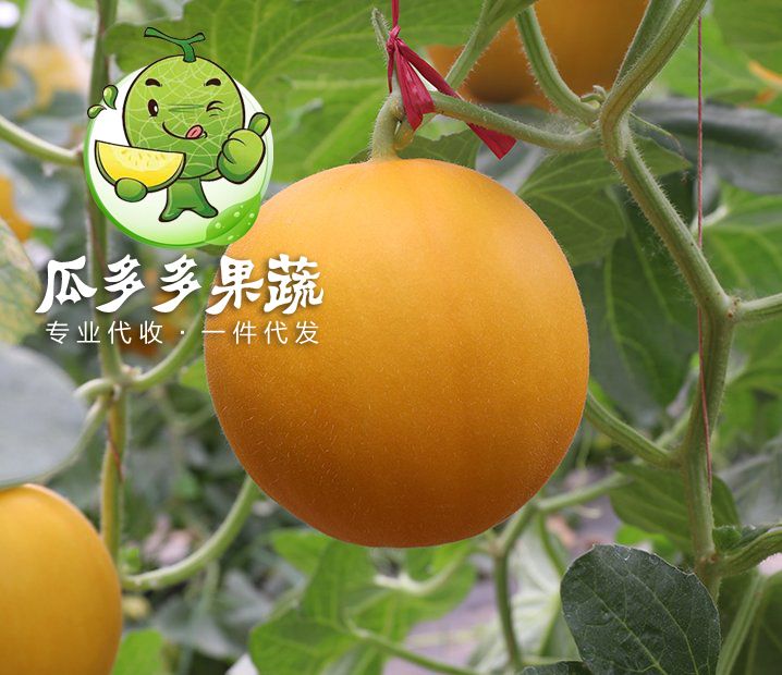 久红瑞甜瓜  瑞红甜瓜 久红瑞香瓜 量大质优 实力代办 信誉