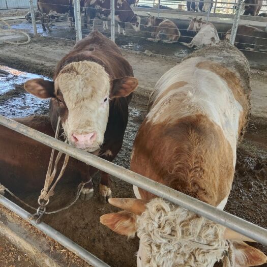 阳信县 肉牛家养育肥
