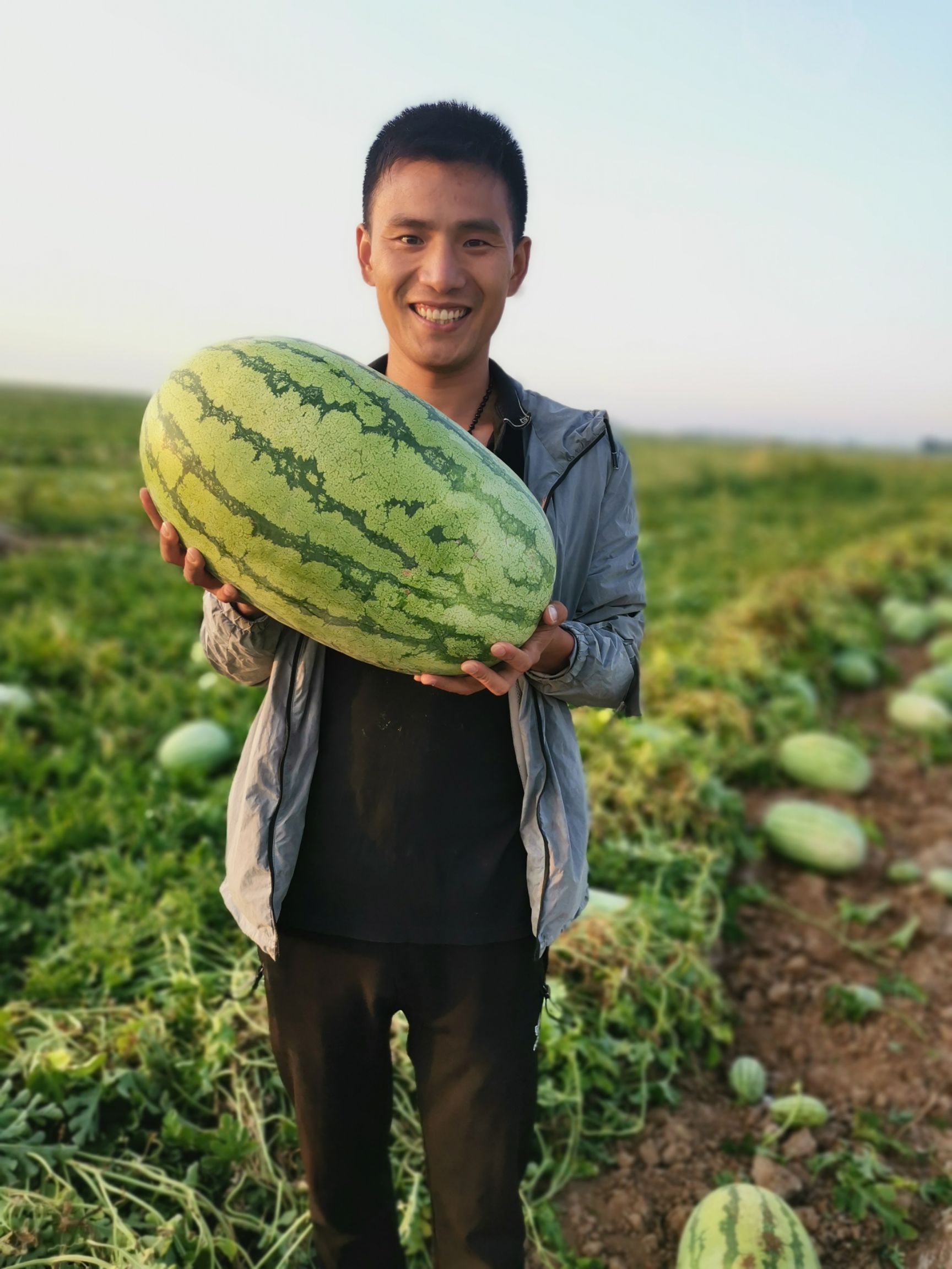 甜王西瓜  新疆西瓜代办，新疆西瓜，金城五号，安农二号，大吨位供应。