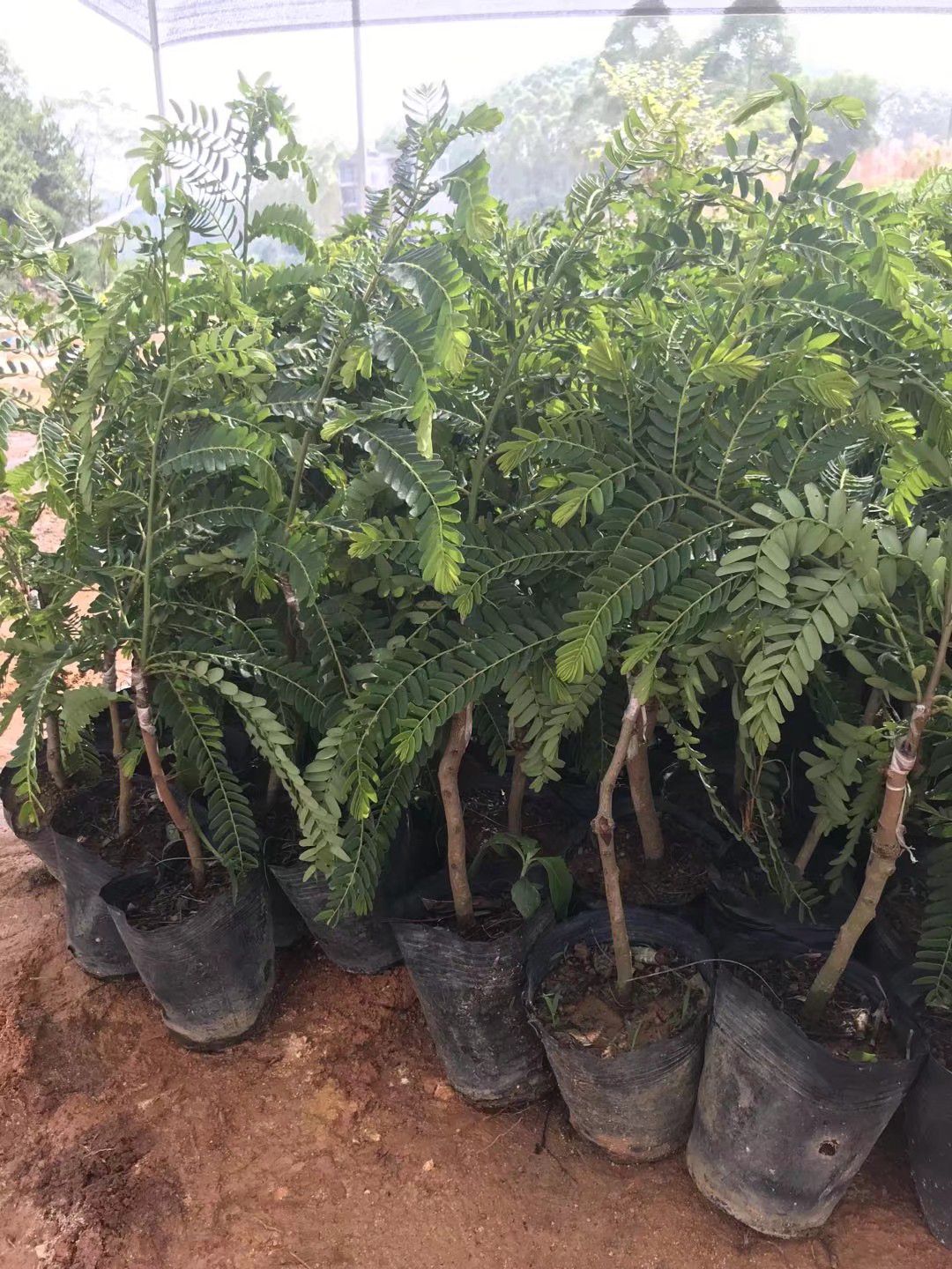  油甘果树苗油甘苗牛甘子果苗牛甘苗油甘子苗大玉余甘果苗嫁接果