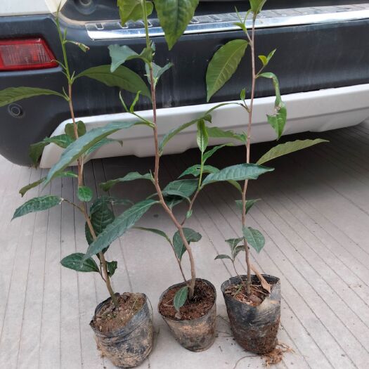 临沧大叶种茶树苗  三年大叶种杯苗营养袋苗茶树苗茶叶苗普洱茶树苗种子培育茶苗