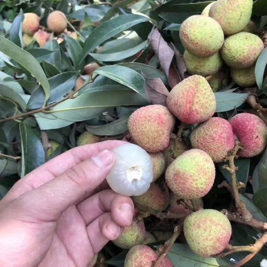 灵山县三月红荔枝上市了，目前货还不是很多，需要的老板们赶紧订购