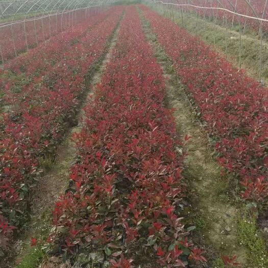 南京高杆红叶石楠 红叶石楠