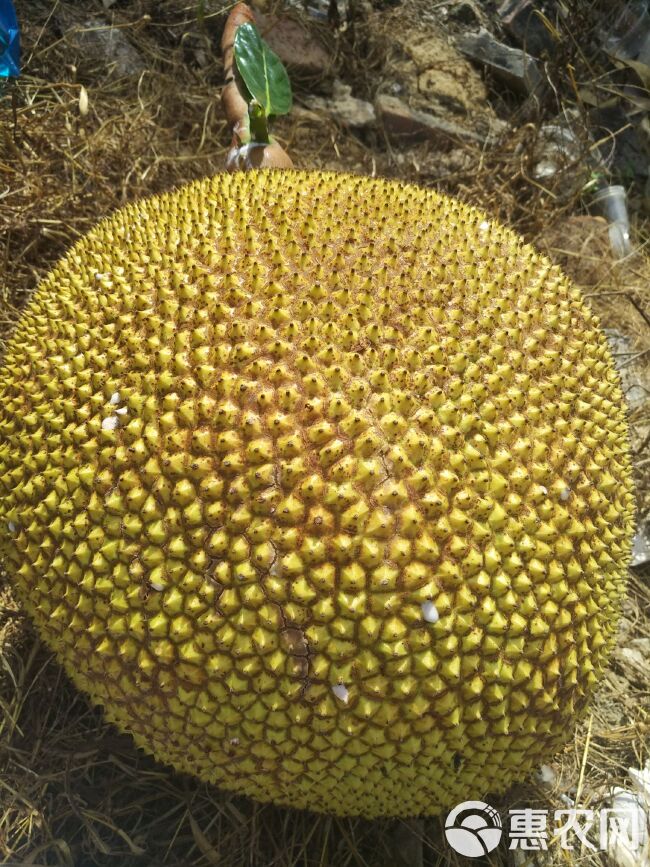 电白菠萝蜜已大量上市，产地直销，一手货源，欢迎老板咨询