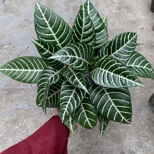 漳平市碧玉 银脉