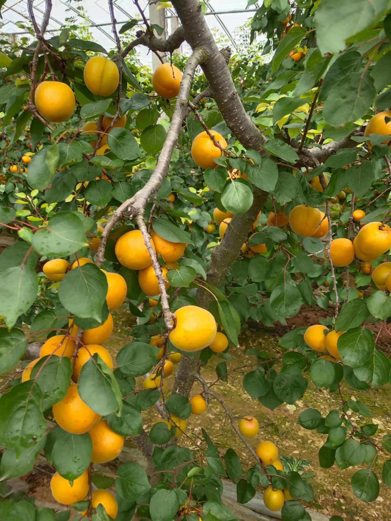 金太阳杏 河南省安阳市内黄县 