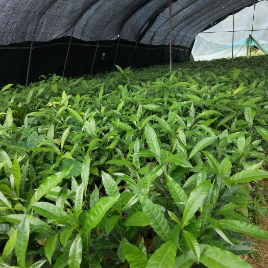 灵山县百香果苗 黄晶果杯苗