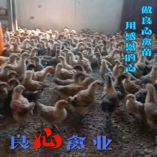 衡阳脱温鸡苗基地直销脱温麻羽绿壳蛋鸡苗半斤左右鸡苗架子鸡一个月鸡