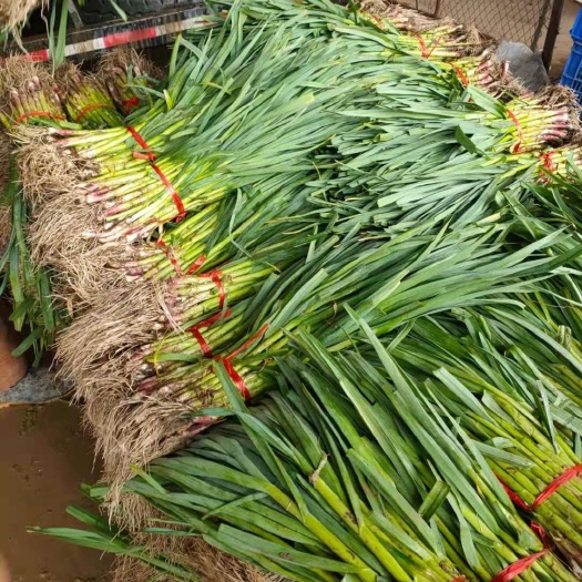 定兴县 红根蒜苗