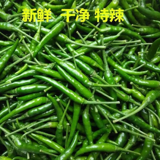 云浮特辣小米椒自家产地大量批发，有要的请联系