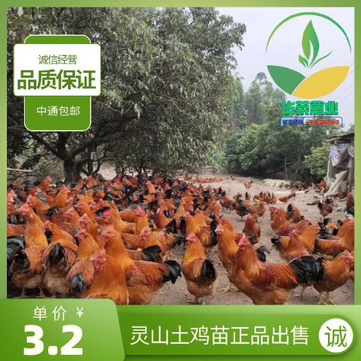 南宁土鸡苗  灵山土鸡鸡苗  品质保证  诚信经营出壳包打疫苗全程为您服务