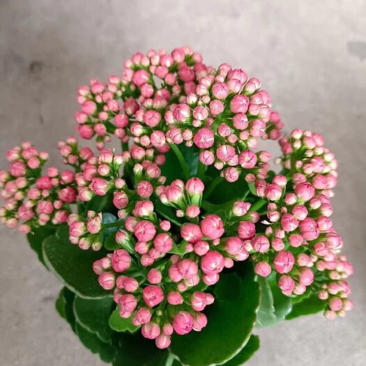 广州长寿花盆栽 110规格缤纷长寿5.7元一盆，一件20盆