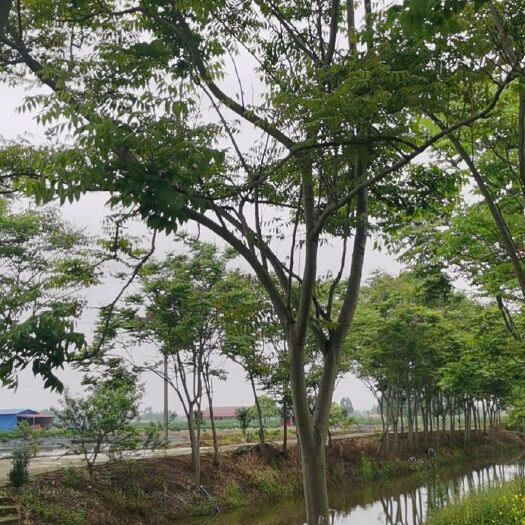 衡阳南栾 栾树