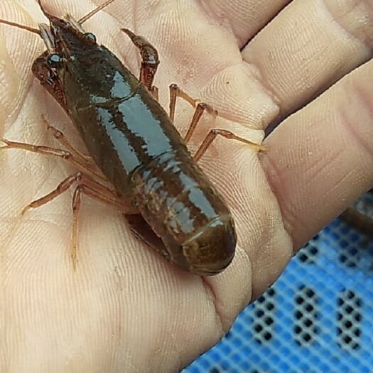 桂林小龙虾苗  小龙虾虾苗