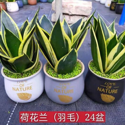 广州荷花盆栽 各位亲，荷花兰9.5元，这些款有货，混装24盆，