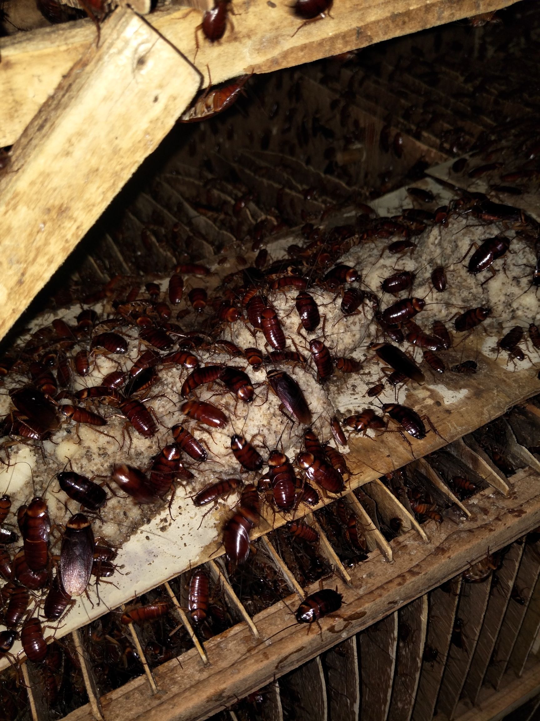 美洲大蠊  蟑螂活体美洲大螊活体中药材批发优惠