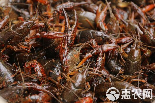 洪湖清水小龙虾 产地直发 全国物流 隔天到 可以定制规格
