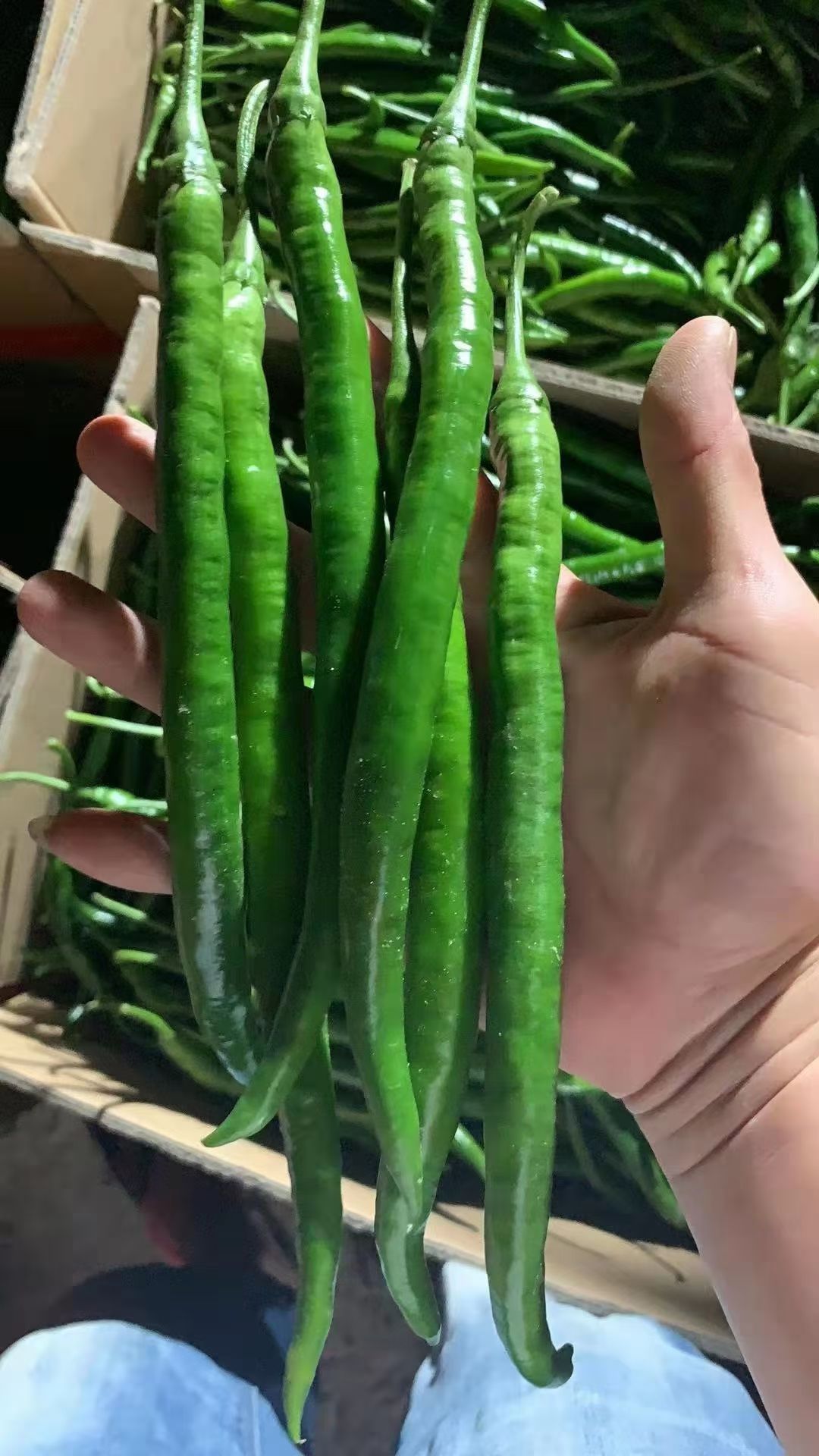线椒青红线椒三号硬皮线椒八号软皮线椒