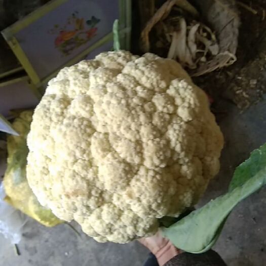 商丘 花菜