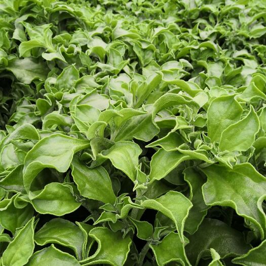 寿光市 头茬优质冰草