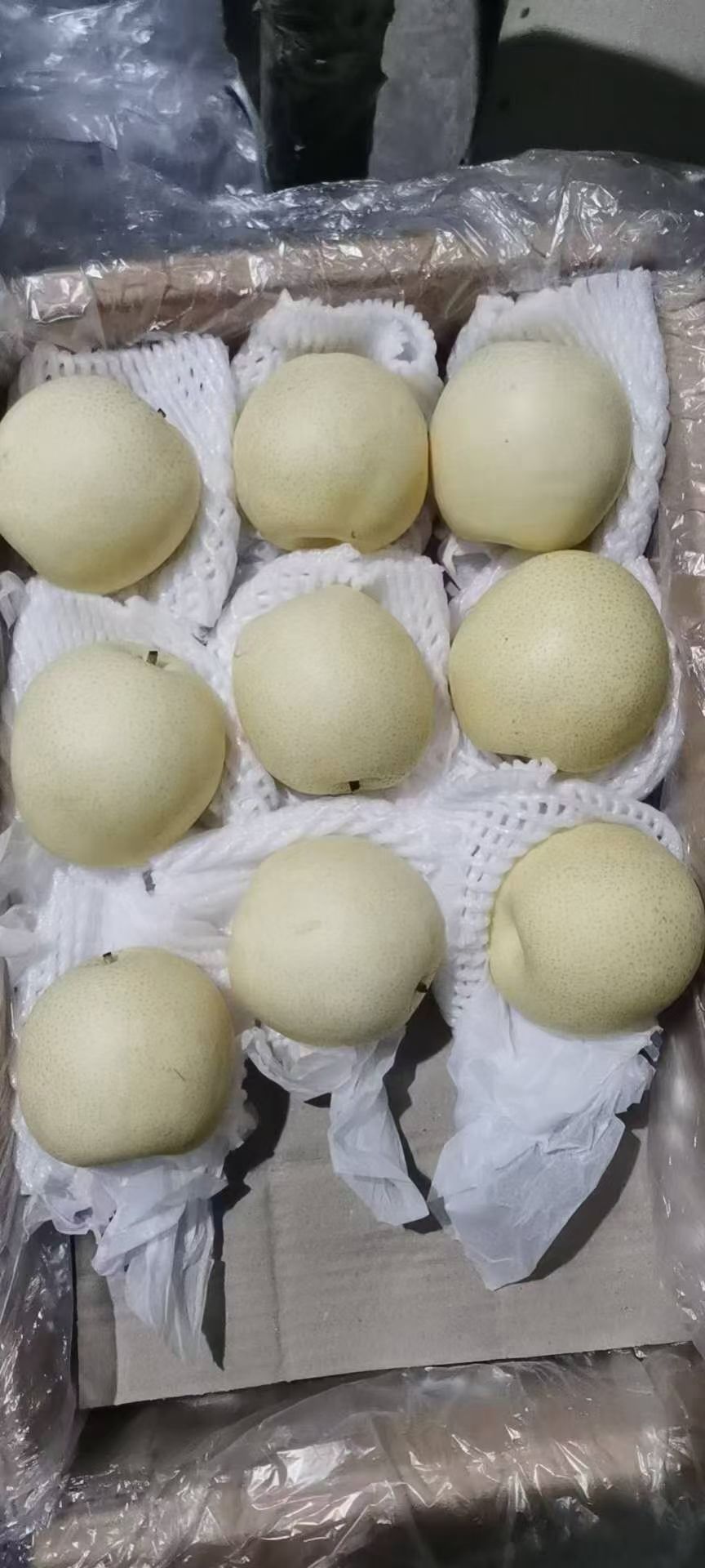 皇冠梨 特级，纯精品