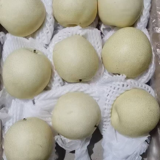 赵县皇冠梨 特级，纯精品