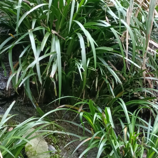 溆浦县 石菖蒲苗