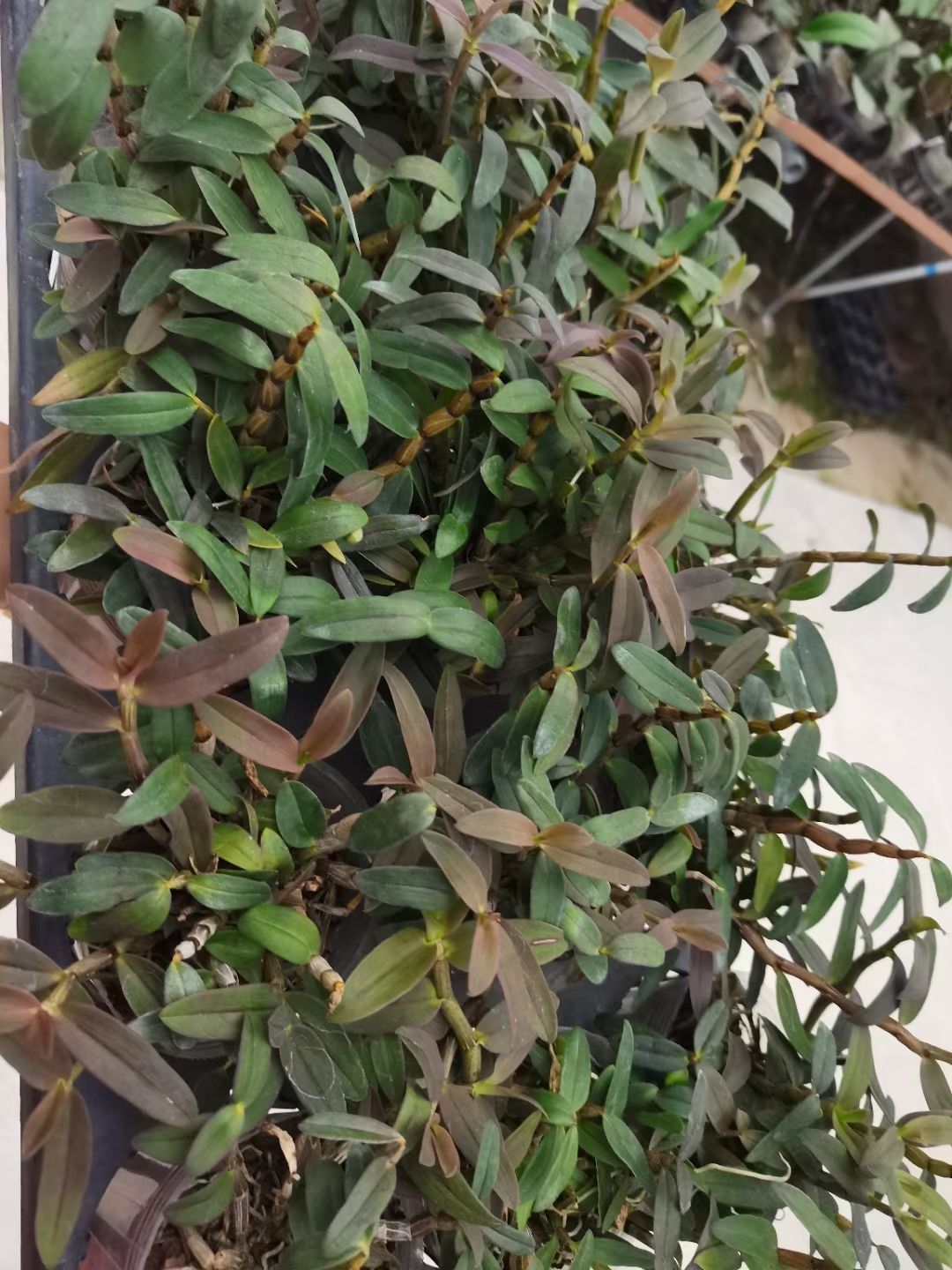 铁皮石斛盆栽  铁皮石斛小盆栽