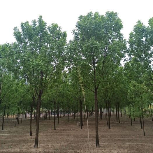 博野县速生白蜡  白蜡基地 8公分白蜡 15公分白蜡18公分白蜡 20公分白蜡