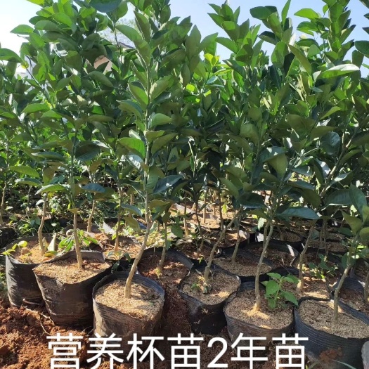 安远县 赣南脐橙苗