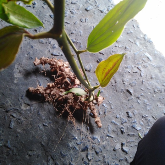 灵川县菝葜  金刚刺