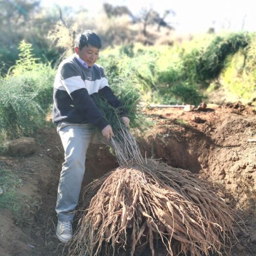 天门冬苗  云南大天冬苗，基地直供200万苗，品质优良纯正，