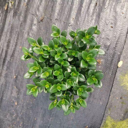 漳平市小宝宝金鱼草 140杯金鱼花