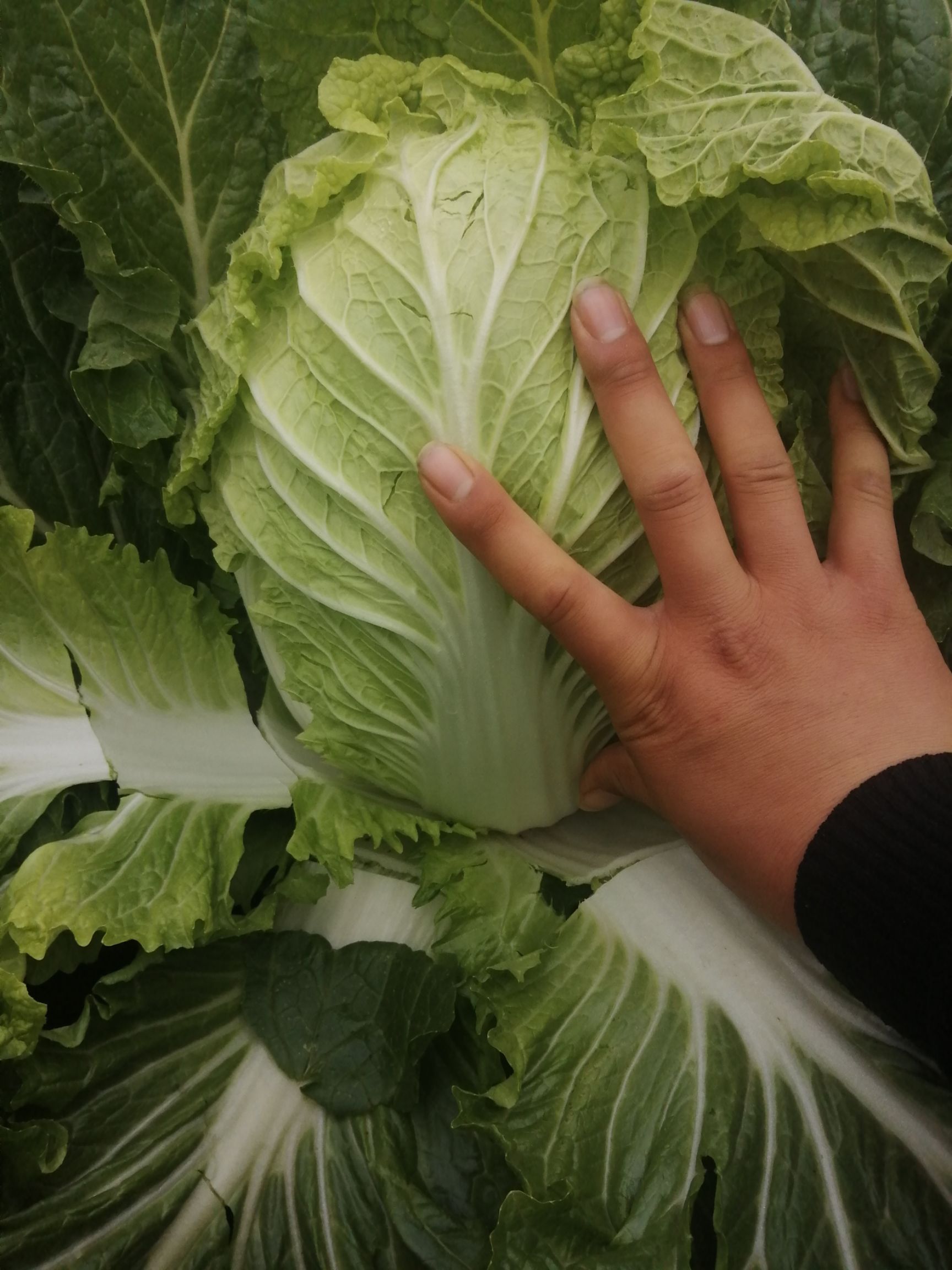 矮颗黄心大白菜大量上货中，专业工人现砍现装，包装新鲜