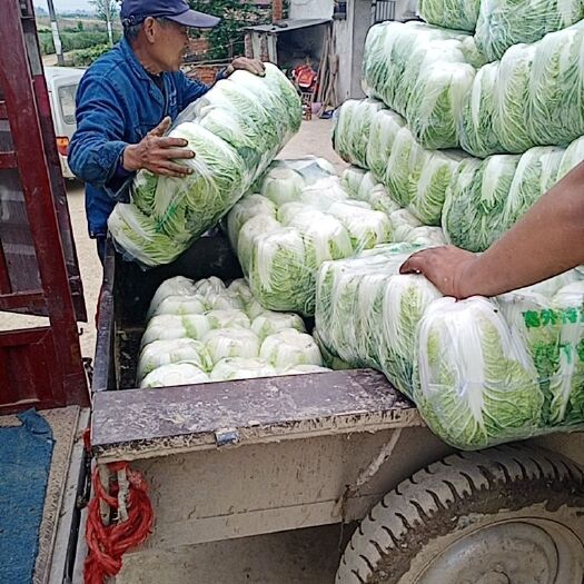 钟祥市矮白菜 湖北省荆门市钟祥市 