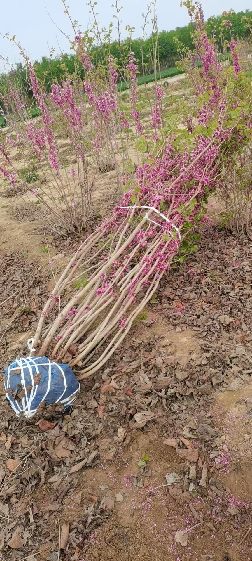 紫荆、丛生紫荆4分枝、大棵紫荆、定州紫荆、河北紫荆出售