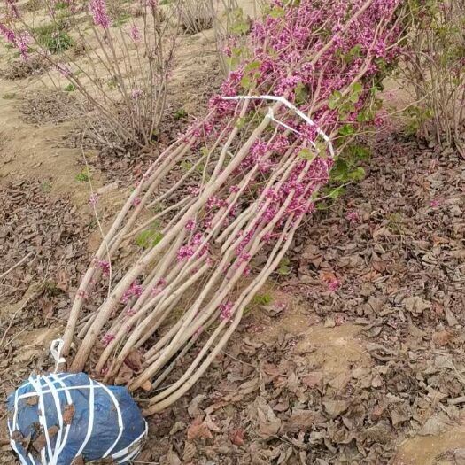 紫荆、丛生紫荆4分枝、大棵紫荆、定州紫荆、河北紫荆出售