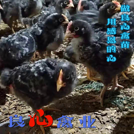 衡阳脱温鸡苗 基地直销优质脱温芦花鸡苗中鸡苗半大鸡苗另有脱温青脚