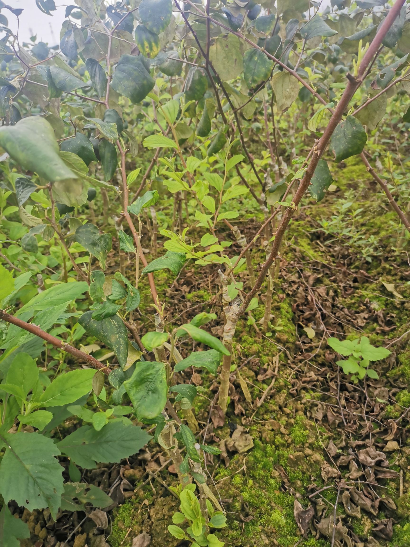 大青枣苗现货供应