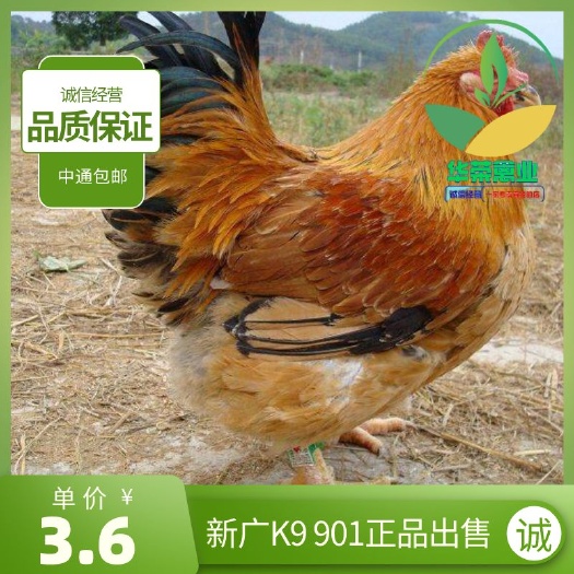 南宁K9鸡苗鸡场直销打好疫苗  品质优秀 保证质量 包路损