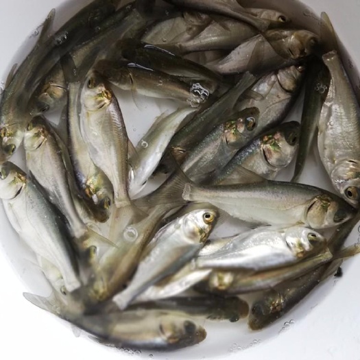 洪湖市白鲢鱼苗  精品白鲢苗子，公司专业人员孵化鱼苗正宗好鱼苗，需要迅速联系。